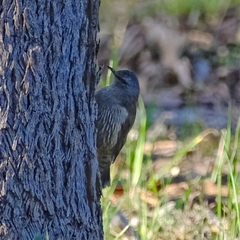Climacteris picumnus