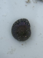 Agathistoma fasciatum