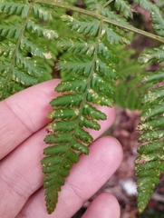 Dryopteris dilatata
