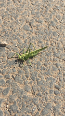 Capnobotes occidentalis