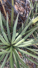 Yucca baccata