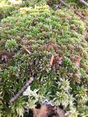Sphagnum magellanicum