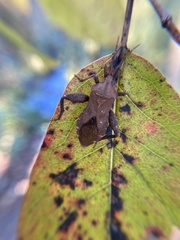 Piezogaster calcarator