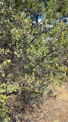 Amelanchier utahensis