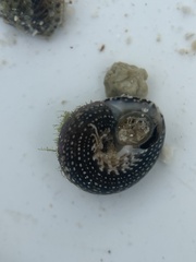 Agathistoma fasciatum