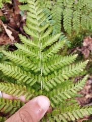 Dryopteris dilatata