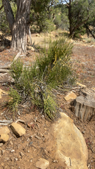 Ephedra viridis
