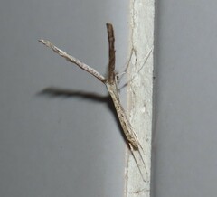 Agdistis