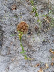 Melochia corchorifolia