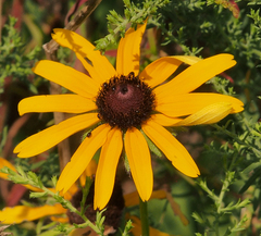 Rudbeckia hirta