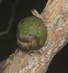Apiomorpha variabilis