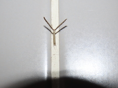 Agdistis
