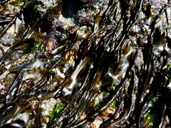 Myriogloea intestinalis