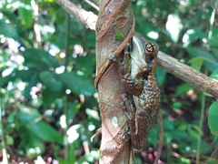 Trachycephalus vermiculatus