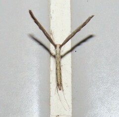 Agdistis
