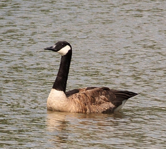 Branta canadensis