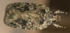 Agonopterix pulvipennella