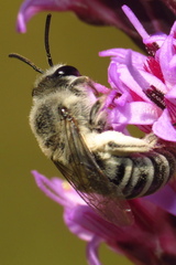 Colletes longifacies