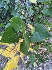 Populus
