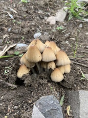 Coprinellus