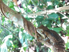 Trachycephalus vermiculatus