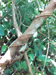 Trachycephalus vermiculatus