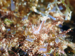 Flabellina dushia
