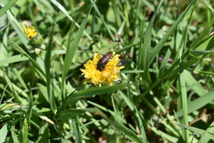 Astylus quadrilineatus