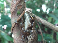 Trachycephalus vermiculatus