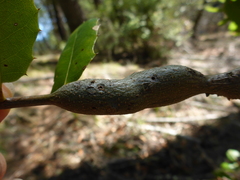 Protobalandricus spectabilis