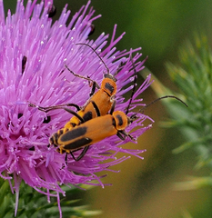 Chauliognathus pensylvanicus