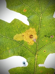 Tischeria ekebladella