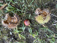 Castanea mollissima
