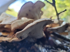 Laetiporus cincinnatus