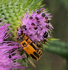 Chauliognathus pensylvanicus