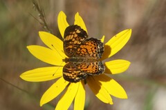 Phyciodes