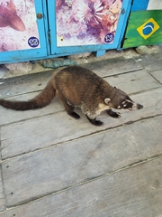 Nasua narica nelsoni