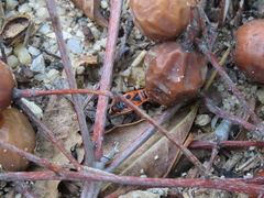 Pyrrhocoris apterus