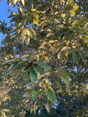 Castanea mollissima