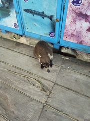 Nasua narica nelsoni