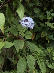 Aristeguietia lamiifolia