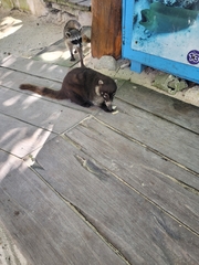 Nasua narica nelsoni