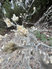 Pseudognaphalium beneolens