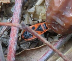 Pyrrhocoris apterus