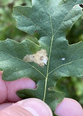 Tischeria ekebladella