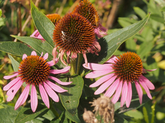 Echinacea purpurea