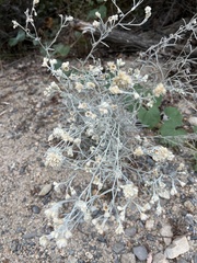 Pseudognaphalium beneolens