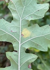 Tischeria ekebladella