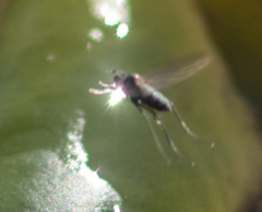 Muscoidea