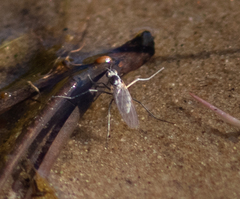 Muscoidea